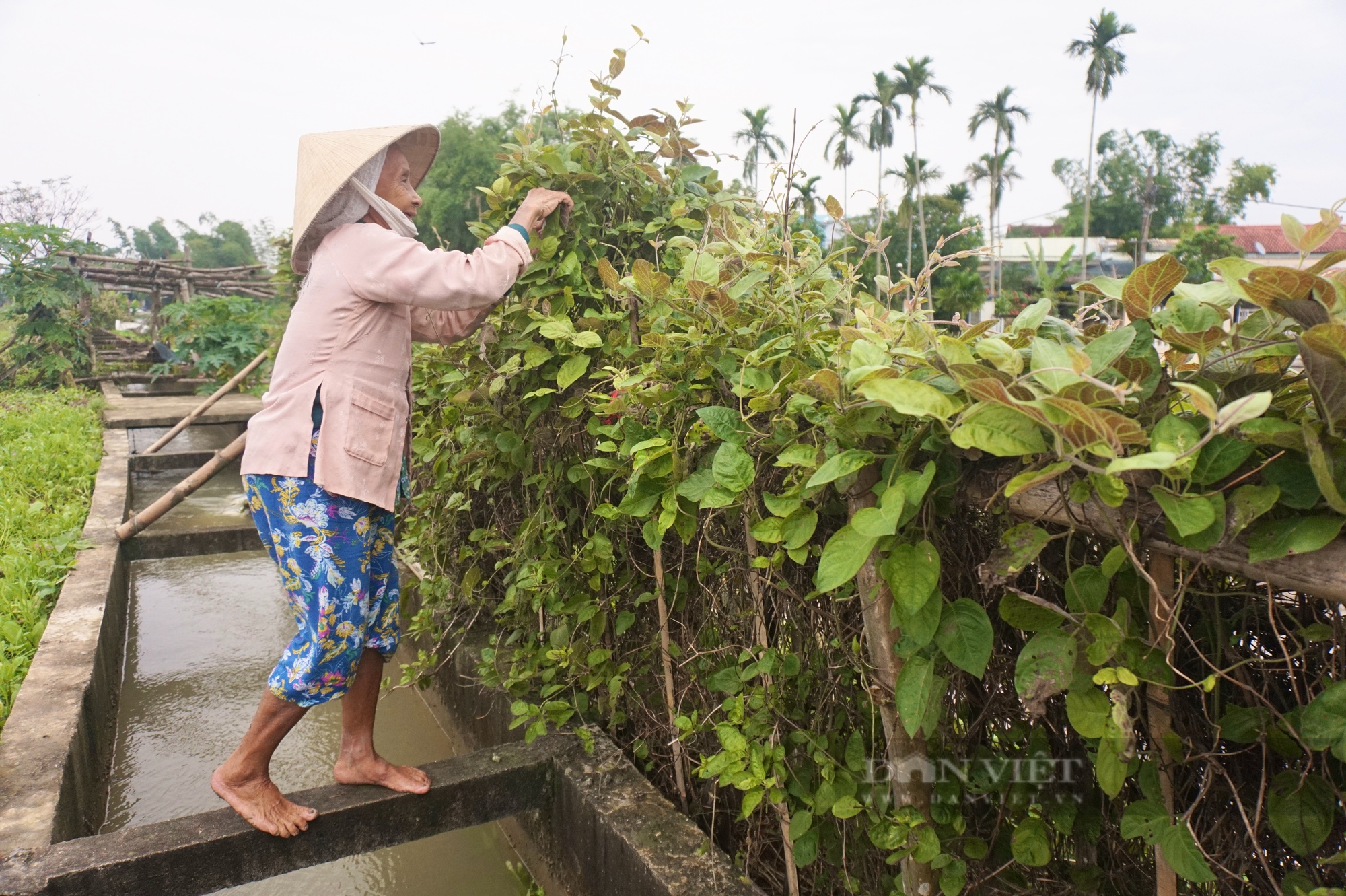 Đà Nẵng: Nhiều nhà trồng lá mơ leo tường rào tạo không gian xanh, dân làng này bất ngờ hái ra tiền - Ảnh 5.