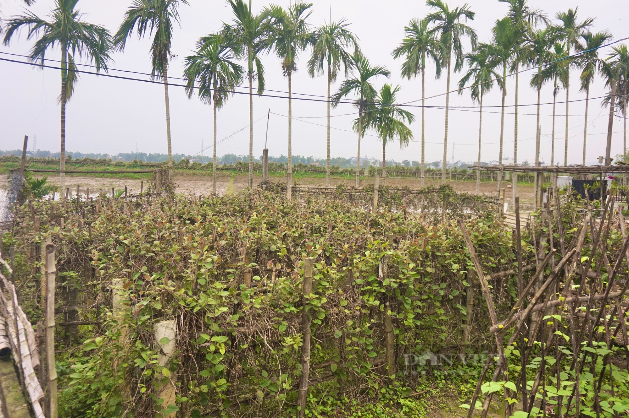 Đà Nẵng: Nhiều nhà trồng lá mơ leo tường rào tạo không gian xanh, dân làng này bất ngờ hái ra tiền - Ảnh 9.