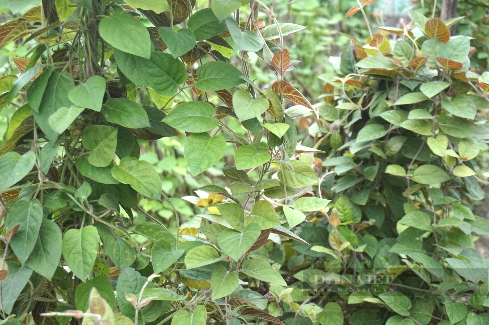 Đà Nẵng: Nhiều nhà trồng lá mơ leo tường rào tạo không gian xanh, dân làng này bất ngờ hái ra tiền - Ảnh 6.