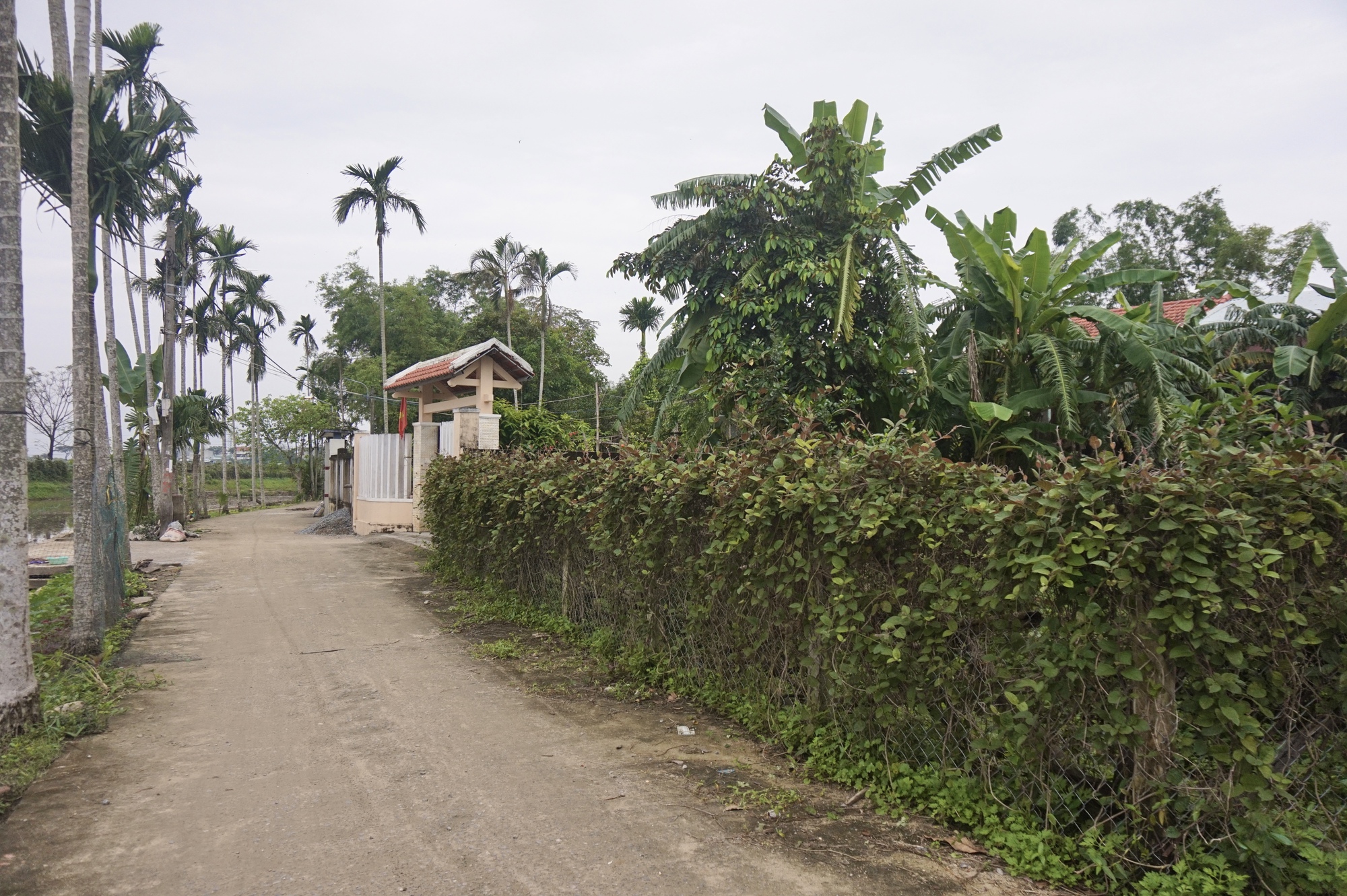 Đà Nẵng: Nhiều nhà trồng lá mơ leo tường rào tạo không gian xanh, dân làng này bất ngờ hái ra tiền - Ảnh 4.